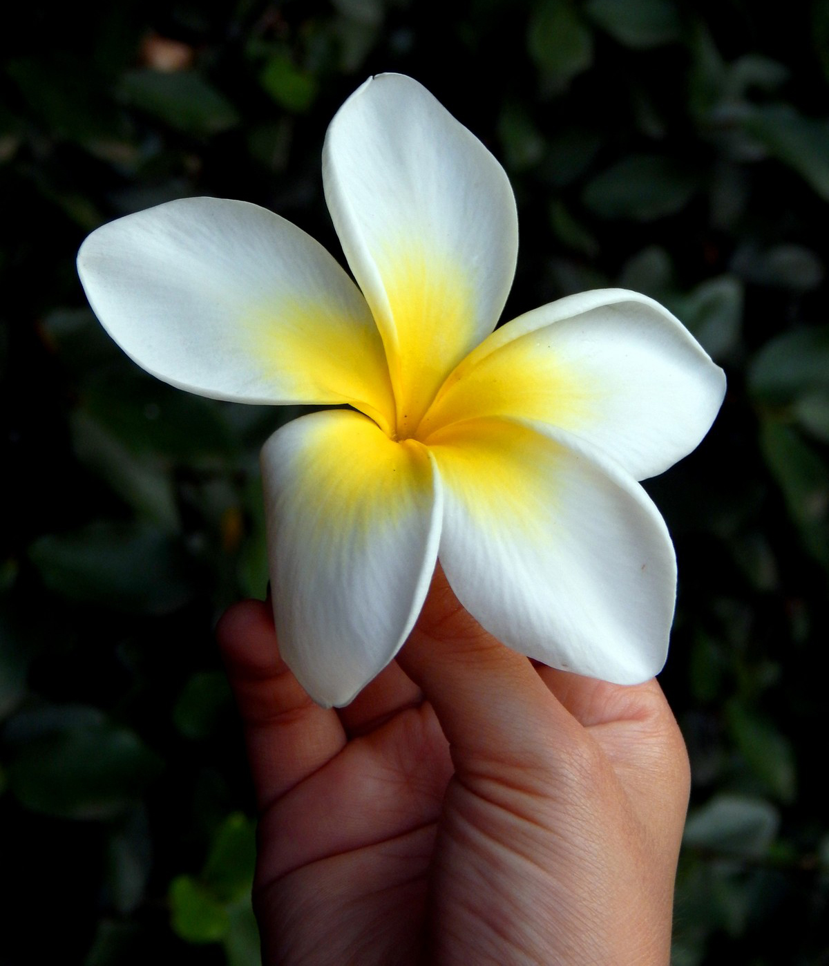 Sacuanjoche, Flor Nacional